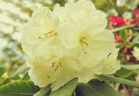 Flower - white, nature, green, flowers