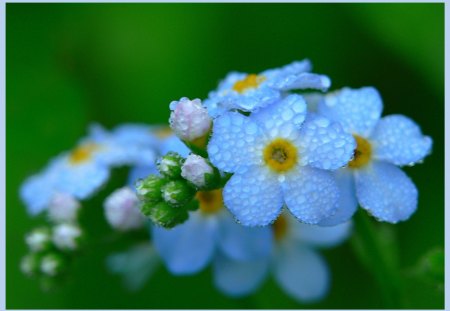 Morning Forget Me Not - flowers, me, nature, forget, not