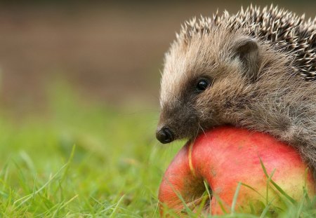 *** Hedgehog with apple *** - apple, animal, animals, hedgehod