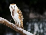 *** Owl with her lunch ***