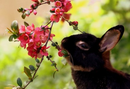 Spring Lunch - flowers, easter, rabbit, blossoms, branch, spring, bunny, leaves