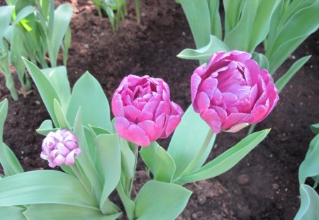 Gardener creativity 23 - garden, soil, purple, brown, tulips, flowers, photography, green