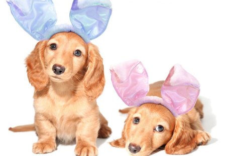 Ready For Easter - easter, dogs, holiday, puppies, dachshunds