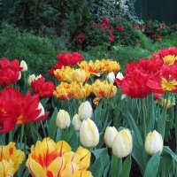 Gardener creativity 39 Tulips day