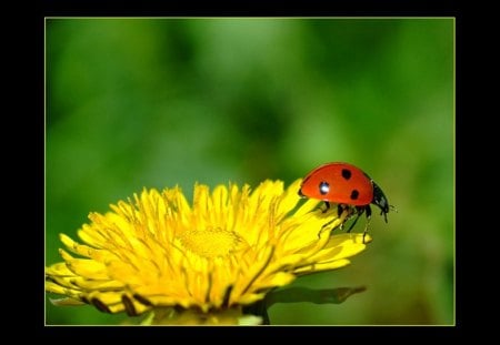 Ladybug On Dandelion - Animal, Dandelion, Ladybug, Flower