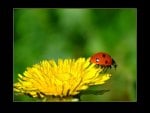 Ladybug On Dandelion