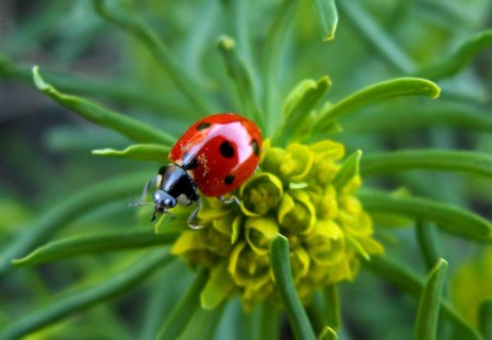 Ladybug - ladybug, fly, animal, nature