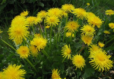 Dandelions - dandelions, field, flower, dandelion