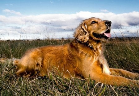 beautiful golden retriever hdr - hdr, dog, grass, retriever