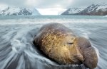 elephant seal napping on the beach