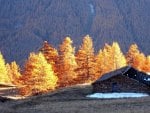 ruined cabins among golden evergreens