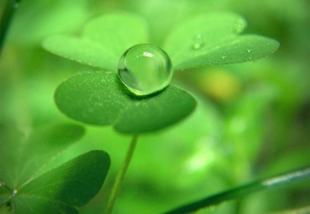 â™¥ - beauty, fortunately, a drop of water, water, drop, a dropof water, clover