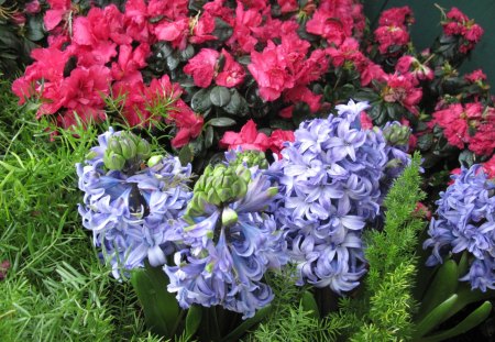 Gardener creativity 46 - hyacinths, Flowers, blue, garden, red, green, photography