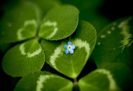 Clovers - clovers, field, grass, flower