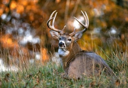 Nice Deer - Field, Animal, Wood, Deer