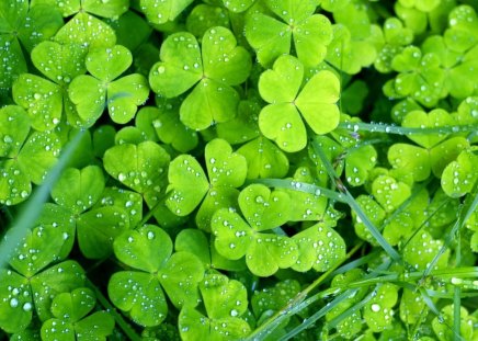 A Field of Clovers - clovers, bundle, bed, many, day, leaf, field, nature, three, green