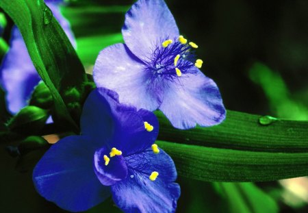 Blue petals - flowers, leaves, petals, blue