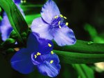 Blue petals