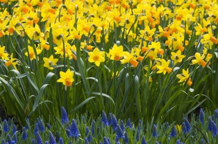 Yellow flowers - flowers, field, yellow, petals