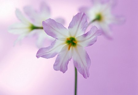 Pretty flowers - flowers, lovely, petals, pink