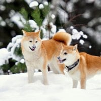 *** Akita dogs ***