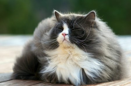 *** Fluffy cat ***