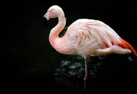 *** Flaming *** - bird, animal, flaming, pink, animals