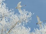 *** Swans in flight ***