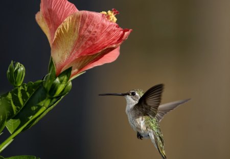 *** Hummingbird *** - animal, animals, bird, birds