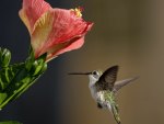 *** Hummingbird ***