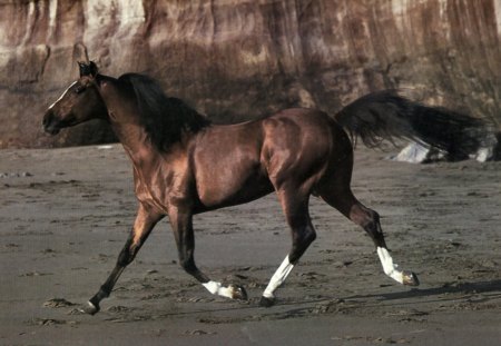 Beach Beauty - Horse 2 - wide screen, horse, photography, equine, animal, photo