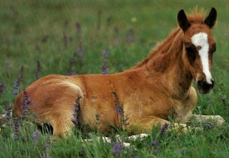 Lazy Day - Horse 1 - equine, animal, colt, foal, photography, photo, horse, wide screen