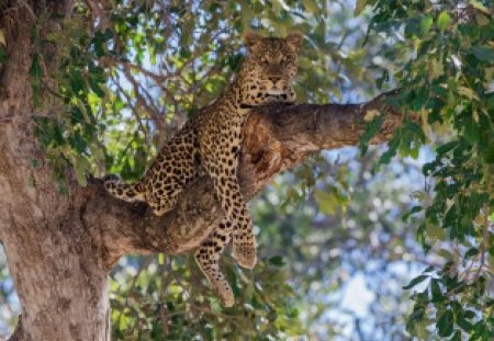 *** Wild cat on the tree *** - cat, wild, animals, cats, animal