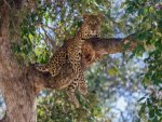 *** Wild cat on the tree ***