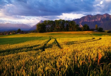 wonderful clear morning on wheat fields - mountains, wheat, clouds, fields, trees