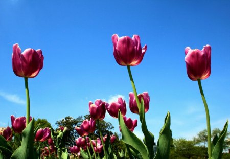 pink tulips hdr - flowers, hdr, stems, sky, leaves