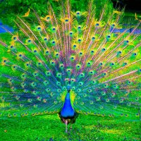 Peacock