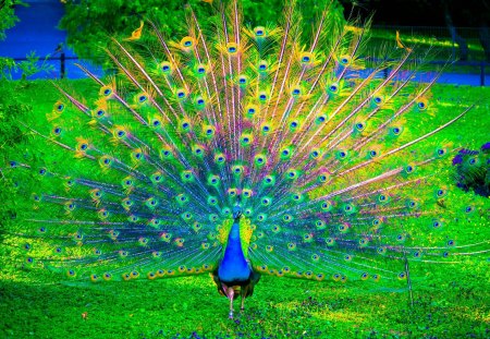 Peacock - colorful, peacock, grass, feathers