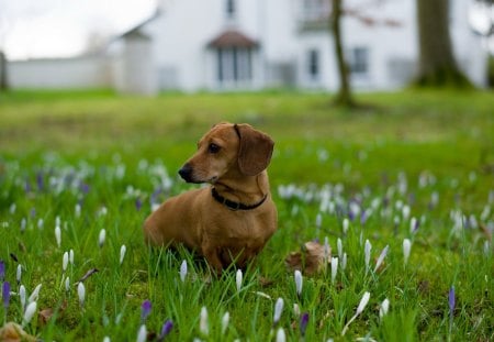 *** Dachshund and crocuses *** - animal, animals, dogs, dachshund, flowers