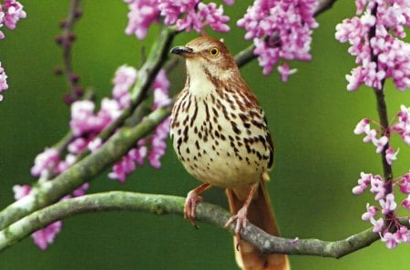 Brown Thrasher F2 - avian, wide screen, wildlife, brown thrasher, photography, animal, photo, bird