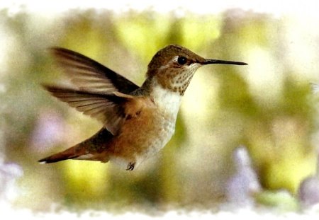 Roufus Hummingbird - wide screen, wildlife, animal, bird, photo, avian, photography