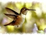 Roufus Hummingbird