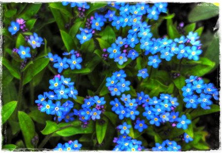 Myosotis Alpestris