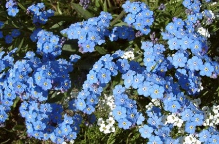 Blue - forget me not, flowers, nature, blue