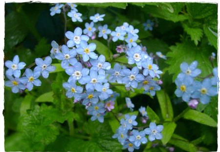 Myosotis Alpestris - flowers, Myosotis Alpestris, nature, blue, flower