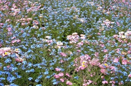 Carpet of flowers - carpet, pink, flowers, forget me bot, blue