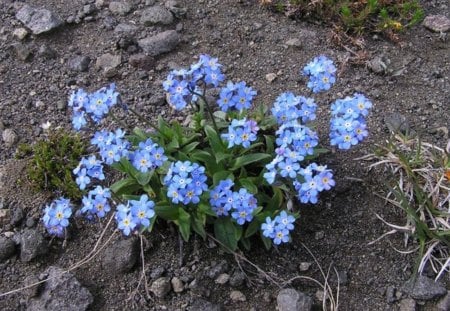 Blue Forget me not - flowers, flower, Forget me not, Blue