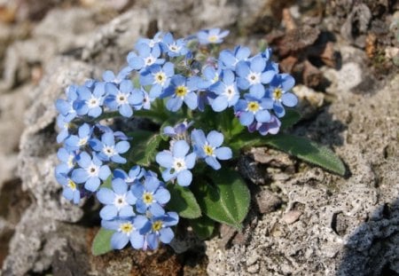 Blue Forget me not - flower, forget me not, flowers, mountain, blue