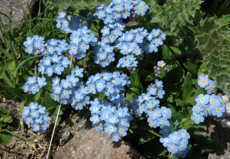 Myosotis Alpestris - flowers, forget me not, blue, myosotis alpestris