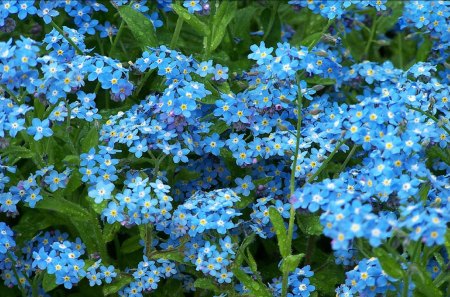 Myosotis Alpestris - flowers, flower, myosotis alpestris, forget me not